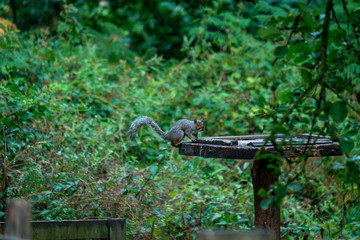 Wild squirrel in Sherwood Forest, England, UK