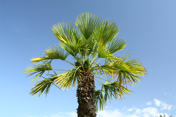 Palm