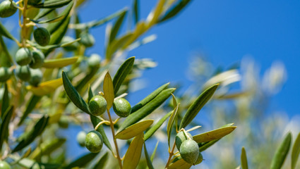 Close up of a green olives fruits on branches with leaves on blur background with copy space for your text. Beautiful natural background. ECO products. Blue sky.