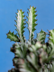 Succulent plant blue background