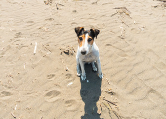 ritratto di un fox terrier jack russell sulla spiaggia