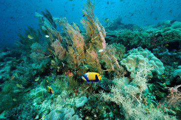 Fototapeta na wymiar Reef scenic with blue-girdled angelfishes, Pomacanthus navarcus, Raja Ampat Indonesia
