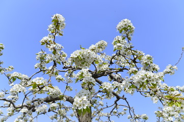 Pear flower in full bloom in spring