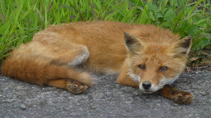 red fox