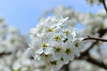 Pear flower in full bloom in spring