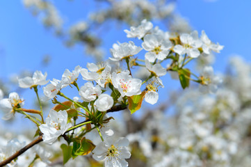 Pear flower in full bloom in spring