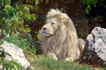 Naklejka na ściany i meble White Lion Resting on Grass Panthera Leo Krugeri 