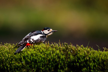 Great spotted woodpecker ready for take off in the forest in the Netherlands