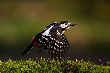 Great spotted woodpecker flying in the forest in the Netherlands