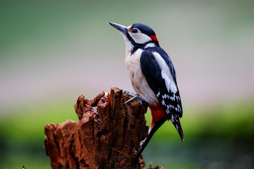 Great spotted woodpecker on a brach in the forest in the Netherlands