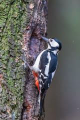 Great spotted woodpecker on a tree in the forest in the Netherlands