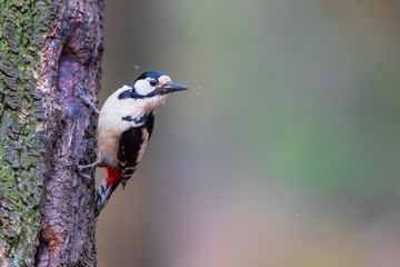 Great spotted woodpecker on a tree in the forest in the Netherlands