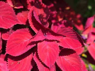 赤いコリウスの花