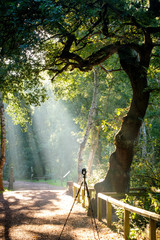 Photographer tripod in Sherwood Forest with light rays