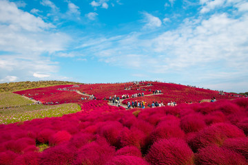 Ibaraki, Japan - October 17, 2018: Beautiful landscape of red kochia and cosmos hill with blue sky in autumn season at Hitachi seaside park, the famous park in Ibaraki, Japan.