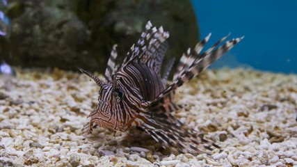 Video 4k of Lionfish (Pterois volitans) in water