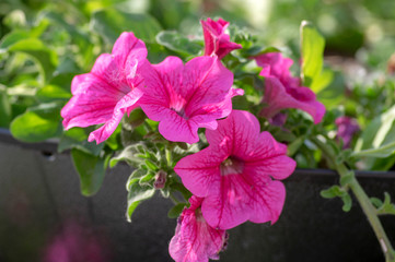 Petunia atkinsiana hybrida grandiflora bright pink purple flowers in bloom, balcony flowering plant, green leaves
