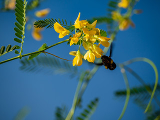 Yellow flower with blue sky background