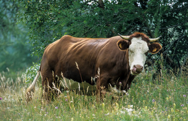 vache, race abondance