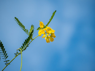 Yellow flower with blue sky background