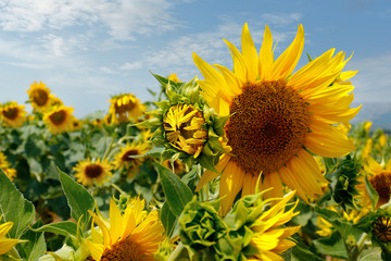 LANDSCAPE OF SUNFLOWERS FIELD, DURING SUMMER SEASON IN PROVENCE -FRANCE