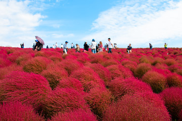 Ibaraki, Japan - October 17, 2018: Beautiful landscape of red Kochia and cosmos hill with blue sky in autumn season at Hitachi seaside park, the famous park in Ibaraki, Japan.