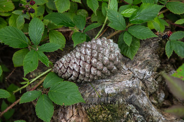 Large pinecone