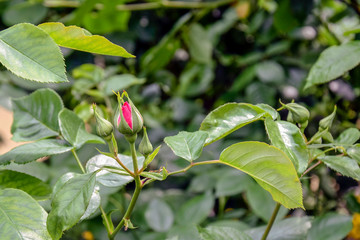 Obraz premium Unblown bud pink rose on greenery background. Close-up. Selective focus.