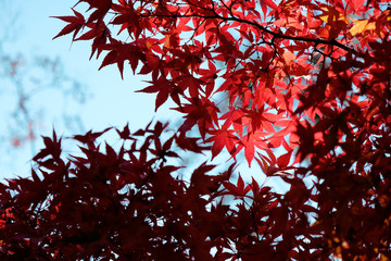 Shadow of the autumn leaves background