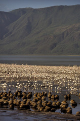 Flamant nain, phoenicopterus minor, Lesser Flamingo, colonie,  parc national du lac Bogoria, Kenya