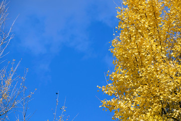 Fototapeta na wymiar Yellow ginkgo leaves in the autumn and blue sky background
