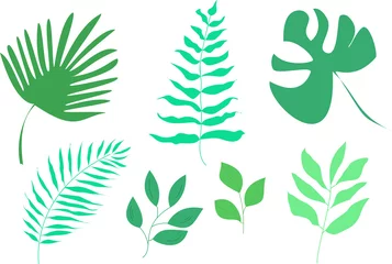 Poster Tropische bladeren Vectorreeks tropische bladeren. Palm, varen, dracaena en anderen.