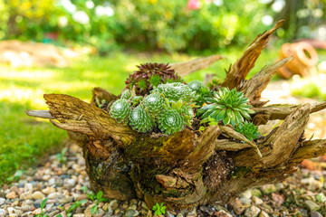 a root planted with various varieties of houseleek