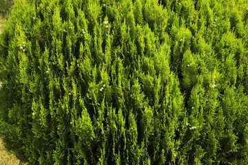 The texture of many branches of green coniferous tree in daylight