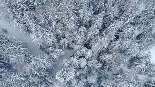 4K Cinematic winter bird view aerial shot - camera panning over a frozen forest. Amazing natural tree pattern in a wild frozen landscape
