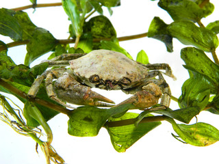 seaweed isolated on white background