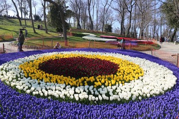 colorful tulips flowers blooming in a garden.İstanbul/ Turkey.