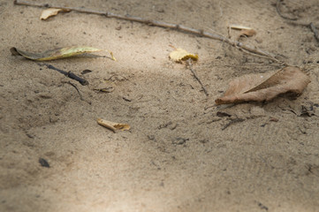 Autumn leaves over the sand. Background.