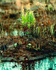 Low grass in the swamp