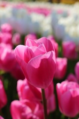 colorful tulips flowers blooming in a garden.İstanbul/ Turkey.