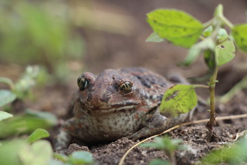 frog on the ground