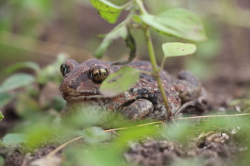 frog on leaf