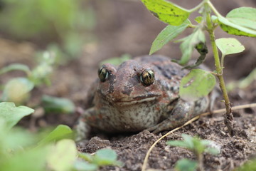 frog in the grass
