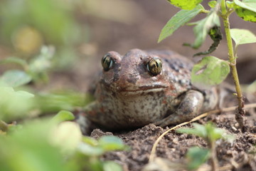 frog in the grass