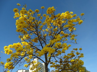 ipê Amarelo