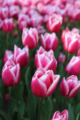 Obraz premium colorful tulips flowers blooming in a garden.İstanbul/ Turkey.
