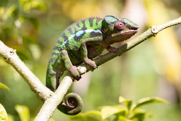 Gardinen Pantherchamäleon Furcifer pardalis aus Madagaskar © michaklootwijk