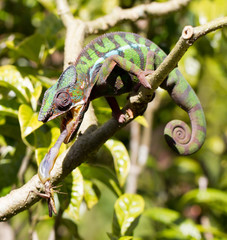 Panther chameleon Furcifer pardalis, hunting © michaklootwijk
