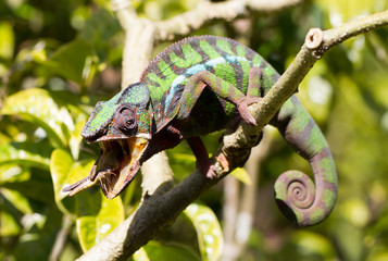 Panther chameleon Furcifer pardalis, hunting