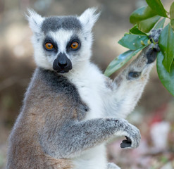 Famous Madagascar Maki lemur, Ring tailed lemur, eating